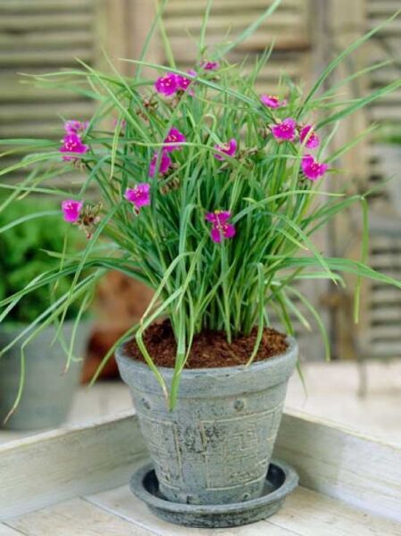 Tradescantia andersoniana 'Satin Doll' / Dreimasterblume 'Satin Doll' im Topf mit schmalen grünen Blättern und pinken Blüten