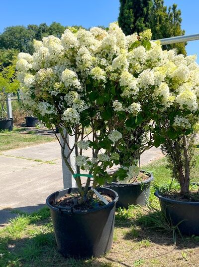 Rispen-Hortensie 'Silver Dollar' 'schirmform' 125-150 cm - Hydrangea paniculata 'Silver Dollar' (1567256)