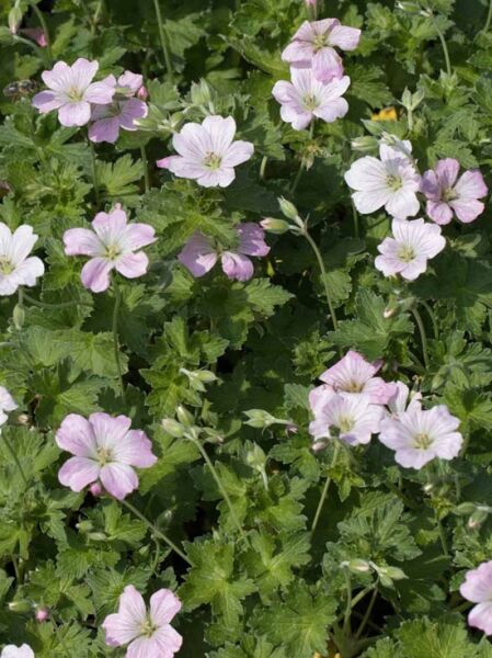 Storchschnabel 'Dreamland' / Geranium cultorum 'Dreamland'