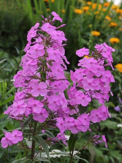 Garten-Flammenblume 'Rosalinde' / Phlox maculata 'Rosalinde'