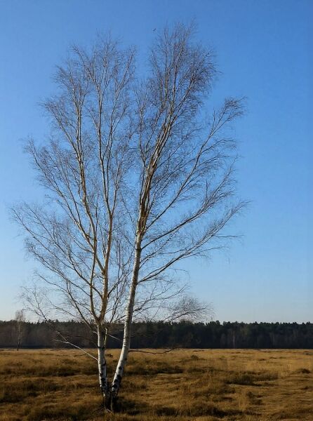 Betula papyrifera (Papier-Birke) als mehrstämmiger Baum mit weißer Rinde und feiner, kahler Krone.