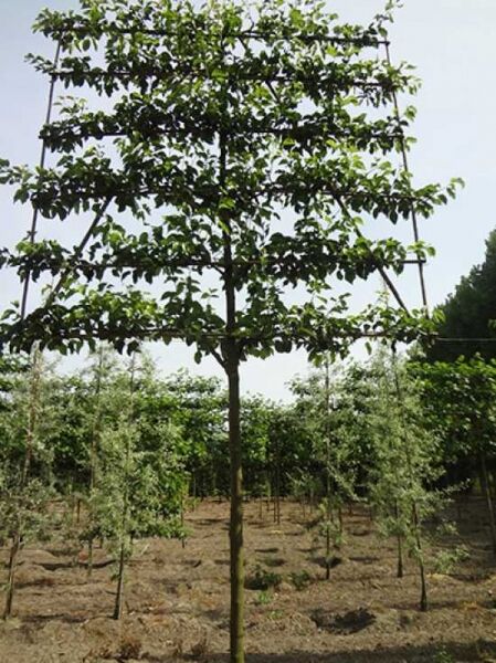 Pyrus caleryana 'Chanticleer' / Chinesische Wildbirne 'Hochstamm-Spalier' H:200 B:210 T:20 (Stamm 225 cm)