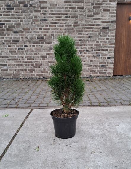 Säulen-Schwarzkiefer &#039;Green Tower&#039; / Pinus nigra &#039;Green Tower&#039;