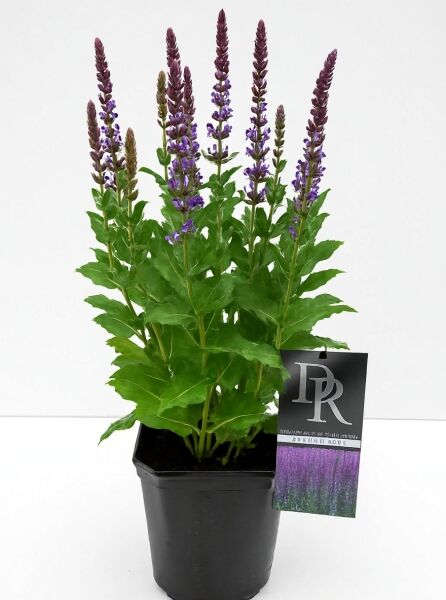 Steppen-Salbei 'Ostfriesland' (Salvia nemorosa 'Ostfriesland') C2 im Topf mit violetten Blütenähren und grünem Laub