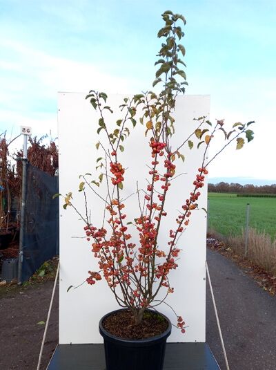 Malus 'Evereste' / Zierapfel 'Evereste' 150-200 cm C30, mehrstämmiger Strauch im Container mit roten Früchten und Laub