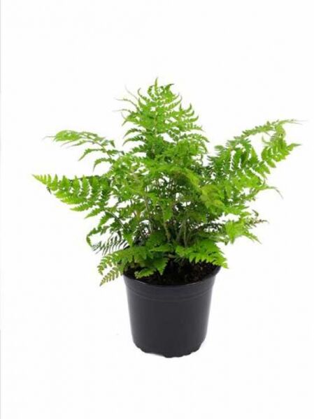 Polypodium braunii (Brauns Schildfarn, Zarter Schildfarn) C2 im Topf mit grünen, gefiederten Farnwedeln.