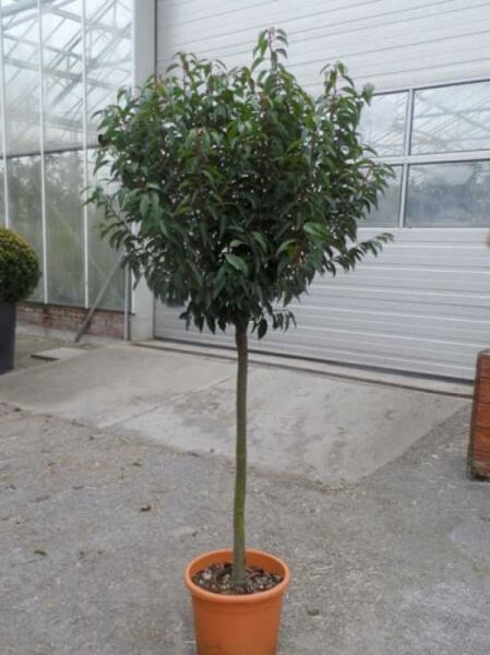Prunus lusitanica 'Angustifolia' Hochstamm / Portugiesischer Kirschlorbeer 'Angustifolia'