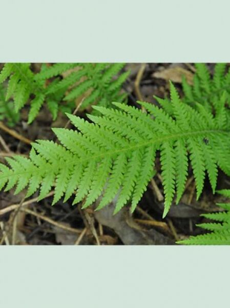Tausendfüßlerfarn / Phegopteris decursive-pinnata