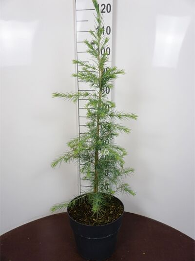 Himalaja-Zeder (Cedrus deodara) im Topf C10, 80-100 cm, junge Pflanze mit aufrechtem Stamm und langen, grünen Nadeln.