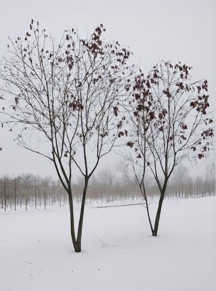 Koelreuteria paniculata (Blasenesche) Baum 400-450 cm mit Stammbildung, verzweigte Krone mit braunen Fruchtständen