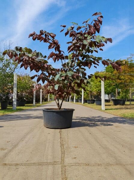 Amerikanischer Judasbaum (Cercis canadensis) 'Forest Pansy' 200-250 cm im Container, mehrstämmig mit dunkelrotem Laub.