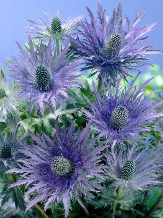 Garten-Edeldistel / Eryngium alpinum Blue Star