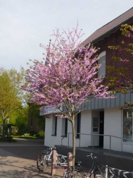 Gewöhnlicher Judasbaum / Herzbaum / Cercis siliquastrum