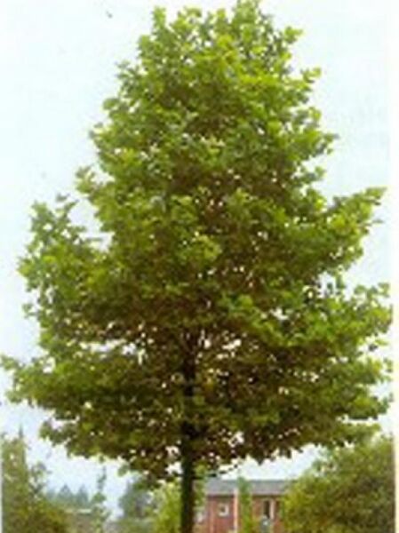 Platanus orientalis 'Minaret' / Orientalische Platane 'Minaret'