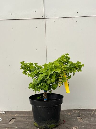 Zwerg-Ginkgo 'Troll' / Zwerg-Ginkgo 'Troll'