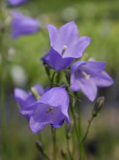 Rundblättrige Glockenblume  / Campanula rotundifolia