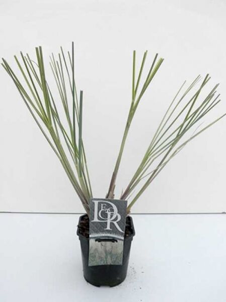 Mini-Silberpampas / Mini-Silberpampas