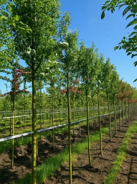 Säulen-Weißdorn Hochstamm Crataegus monogyna 'Stricta', 12-14 StU, mit Drahtballen, schlanker Stamm und grüne Krone in Reihe.