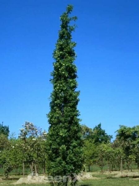 Quercus robur 'Fastigiata Koster' / Säulen-Eiche