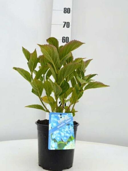 Hydrangea macrophylla 'Bodensee' / Bauern-Hortensie 'Bodensee'