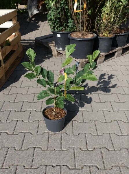 Hamamelis vernalis 'Amethyst' (Zaubernuss) im Pflanztopf, grüne belaubte Triebe, 50–60 cm, C7.