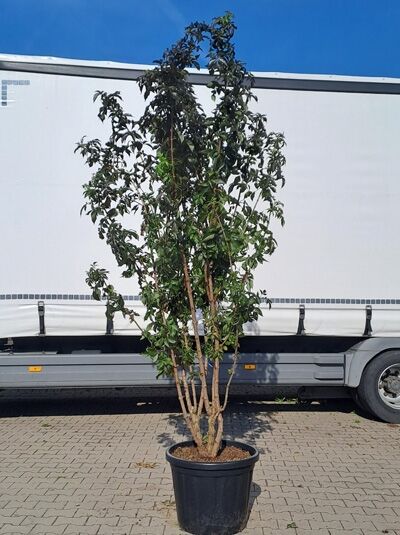 Schwarzer Säulenholunder &#039;Black Tower ®&#039; / Sambucus nigra &#039;Black Tower ®&#039; (874300)