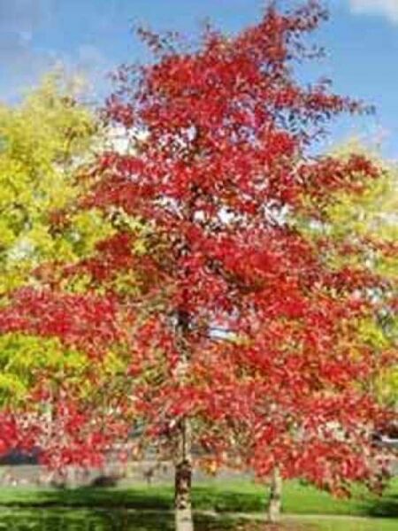 Nyssa sylvatica / Nymphenbaum / Wald-Tupelobaum