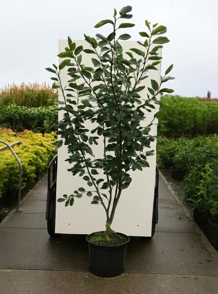 Kahle Felsenbirne 'Ballerina' (Amelanchier laevis 'Ballerina'), mehrstämmiger Strauch im Container C20, Höhe 175–200 cm.