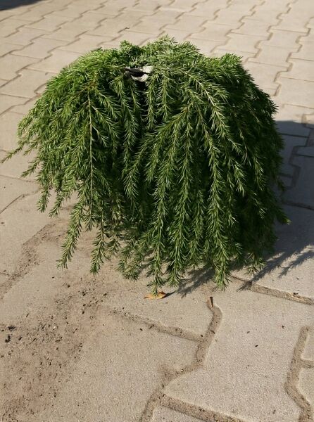 Tsuga canadensis 'Nana' / Zwerg-Hemlocktanne 'Nana', 20-30 cm C2, kompakter Nadelstrauch mit überhängenden Trieben