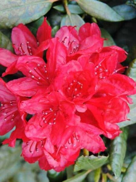 Rhododendron Hybride 'General Eisenhower' / Rhododendron 'General Eisenhower'