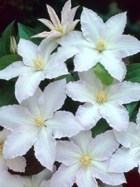 Waldrebe 'Gladys Picard' / Clematis 'Gladys Picard'