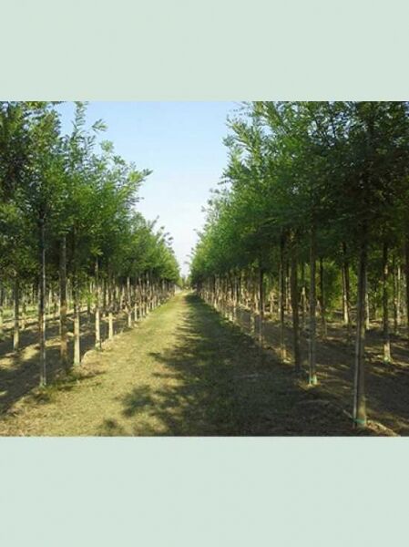 Japanischer Schnurbaum / Perlschnurbaum / Honigbaum / Sophora japonica / Styphnolobium japonicum