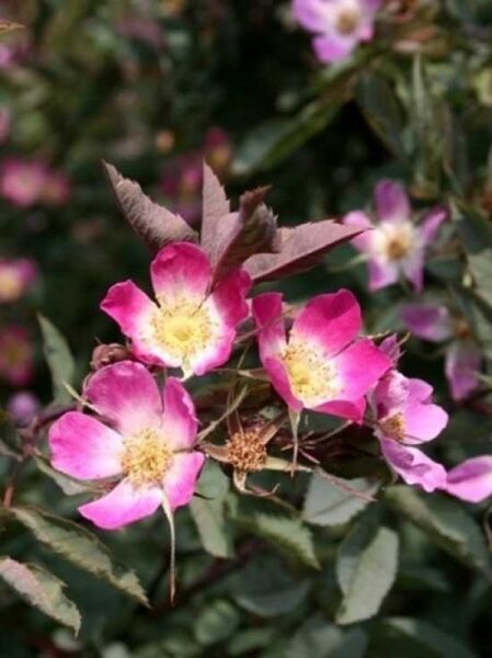 Rosa glauca / Wildrose Hechtrose / Rotblättrige Rose glauca