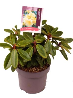 sansevieria fiori Indoor plant, air purifier, home delivery – Delivery Flowers main image 0