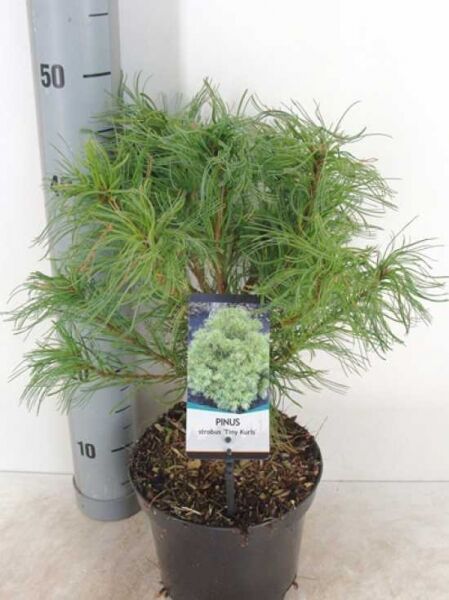 Pinus strobus 'Tiny Curls' (Mädchen-Kiefer), Zwerg-Weymouths-Kiefer im Topf, ca. 20–30 cm, C3