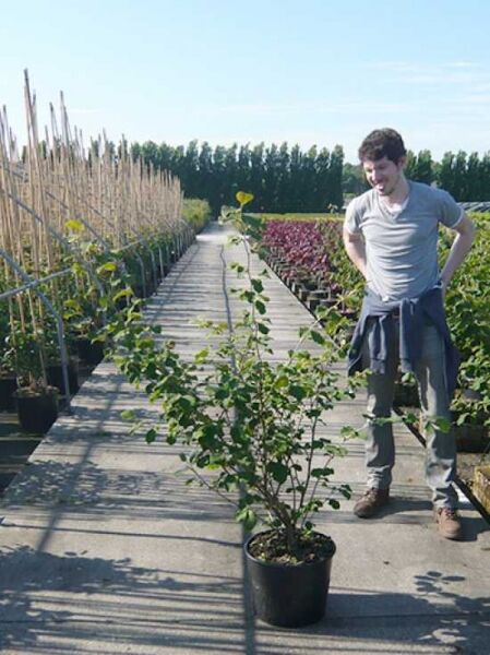 Zaubernuss 'Jelena' / Zaubernuss 'Jelena'