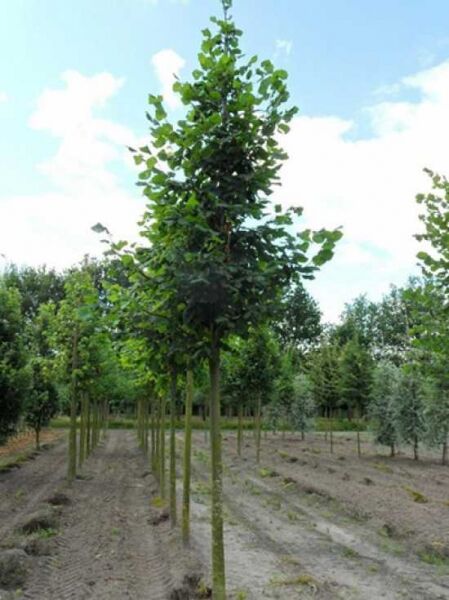 Tilia platyphyllos / Sommer-Linde