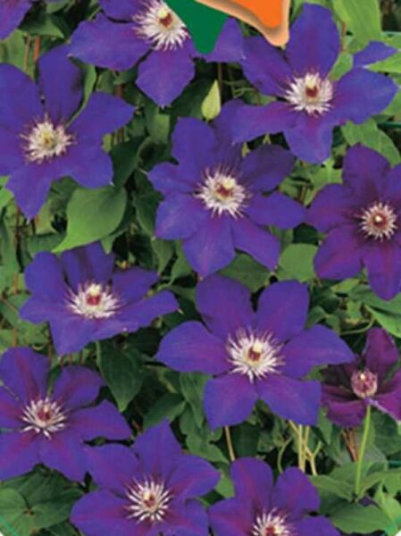 Clematis Hybride 'Satsukibare' / Waldrebe 'Satsukibare'