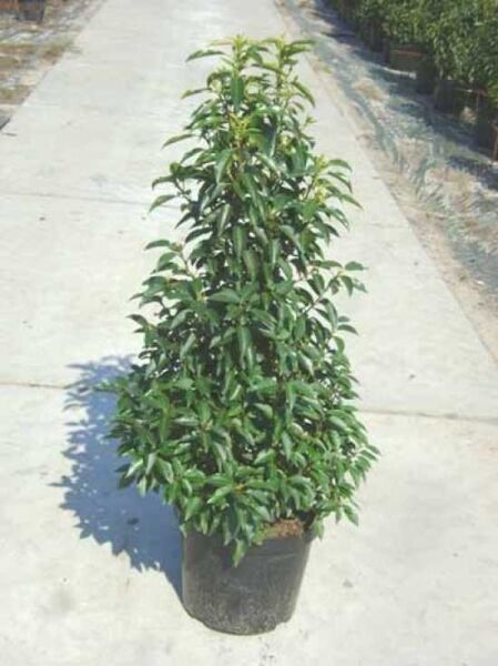 Portugiesischer Kirschlorbeer / Portugiesischer Kirschlorbeer