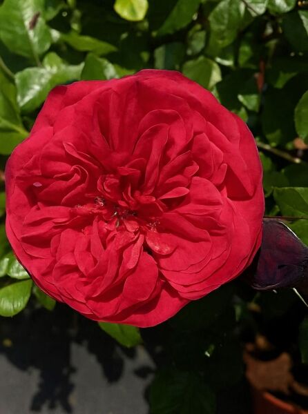 Edelrose 'Piano' / Edelrose 'Piano'