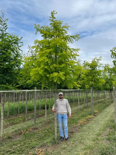 Gold-Gleditschie Hochstamm (Gleditsia triacanthos 'Sunburst') 18-20 StU mit Drahtballen, Baum mit gelbgrünem Laub in Baumschule