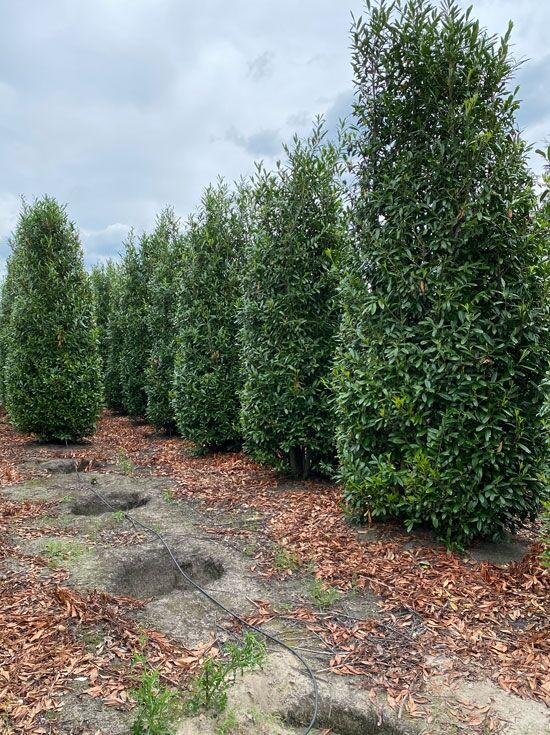 Kirschlorbeer 'Caucasica' - Prunus laurocerasus 'Caucasica' - Baumschule  NewGarden