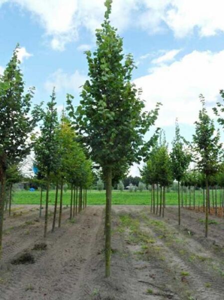 Tilia platyphyllos / Sommer-Linde