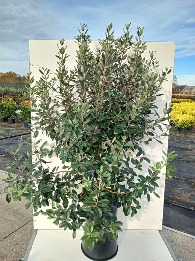 Feijoa sellowiana, Brasilianische Guave, 125-150 cm, C20, buschige Pflanze im Topf mit dichtem, grünem Laub