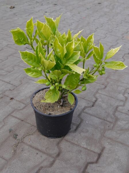 Japanische Aukube (Aucuba japonica) 'Rozannie' im C3-Topf, ca. 30–40 cm, mit grünem Laub und grünen Beeren