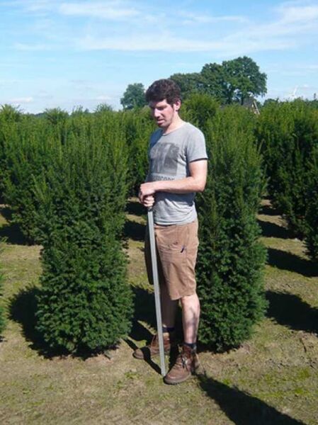 Taxus baccata 'Overeynderi' / Kegel-Eibe 150–175 cm mit Drahtballen, schlanker kegelförmiger Nadelbaum in Baumschule