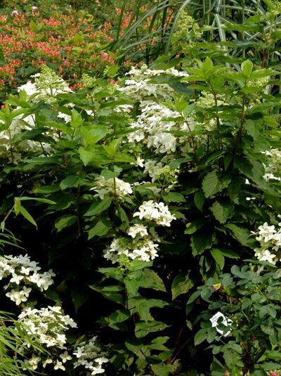 Zwerg-Rispen-Hortensie 'Dharuma'  / Hydrangea paniculata 'Dharuma'