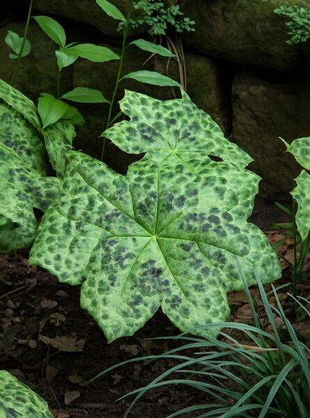 Podophyllum cultorum 'Spotty Dotty' (Maiapfel/Fußblatt) mit großen, gelappten, grün marmorierten Blättern in Horstform.