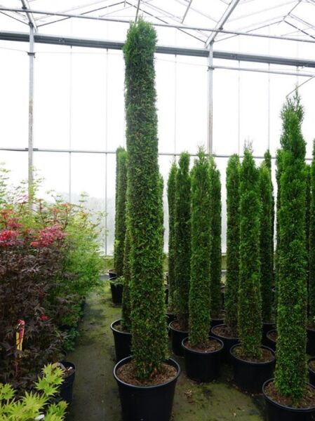 Lebensbaum 'Smaragd' Toskanasäule / Lebensbaum 'Smaragd' Toskanasäule