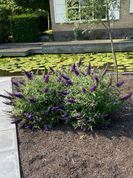 Sommerflieder 'Purple Emperor'® / Sommerflieder 'Purple Emperor'®